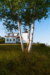 Birch Tree on Grounds of Fort Point Lighthouse in Maine